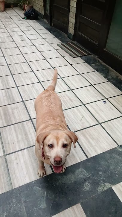 Petdogz Dog walkers and Gromer, Bording, Trainer business photograph