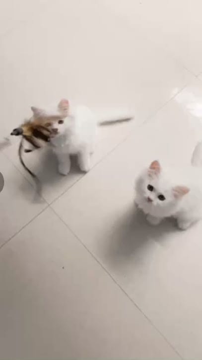 KD Cats – Best Pet Shop in Bikaner | Persian & Kittens for Sale business photograph