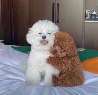 Grisha Dog Kennel /dog & Puppies For sale| shih Tzu Puppies & Poodle Puppies For Sale business photograph