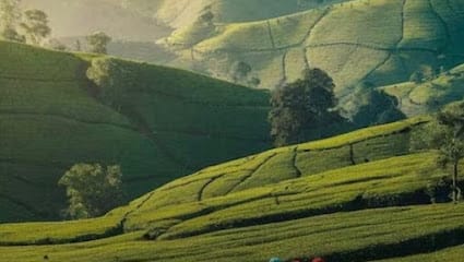 Munnar tour planner and advisor business photograph