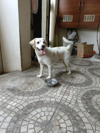 Veterinary doctor/Home visit/Dr.Silambarasan veterinary care business photograph