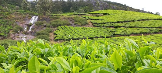 Munnar tea trekking adventure business photograph