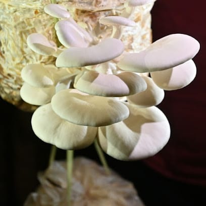 Param Mushroom business photograph