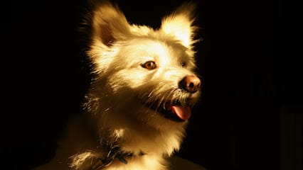 Pet Boarding and Training business photograph