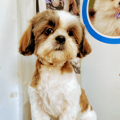 Care well pet clinic business photograph