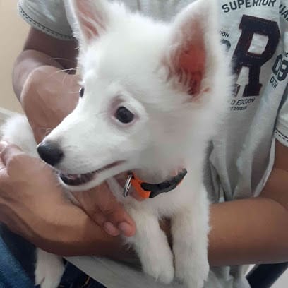 VETNOVA PETS CLINIC (Dr. Ravikant Kushwaha) business photograph