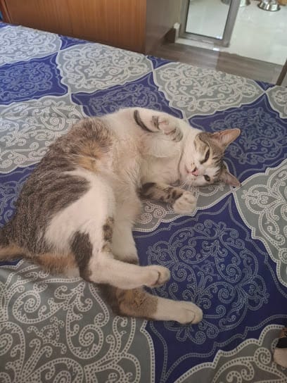 Simba Pet Boarding & Day Care business photograph