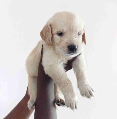 Snoopy kennels business photograph