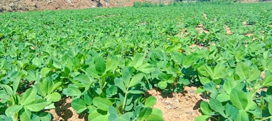 DWIDAL ORCHARDS AND FARMS business photograph