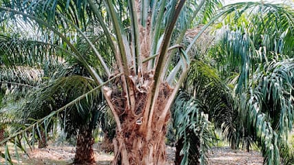 Dharani Organic Farms business photograph