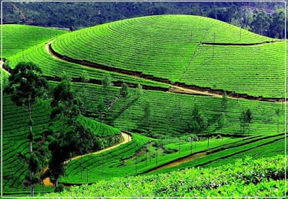 Happy tours and travels munnar business photograph