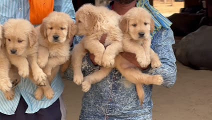 amravati dog kennel & dog grooming business photograph