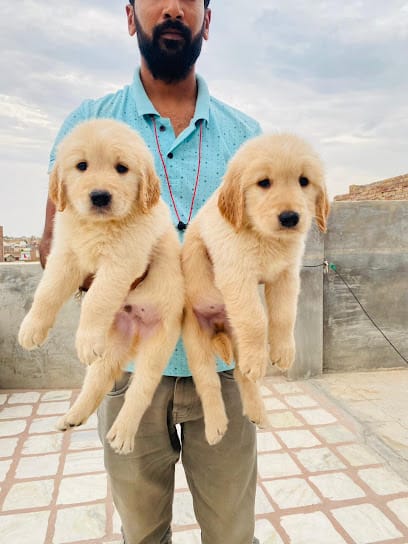 Royal pet shop dipesh business photograph