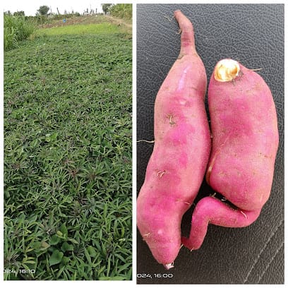 Bhumi Prakruthi Vanam (Farm Shop) business photograph