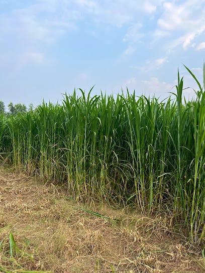 Kalam Dairy business photograph