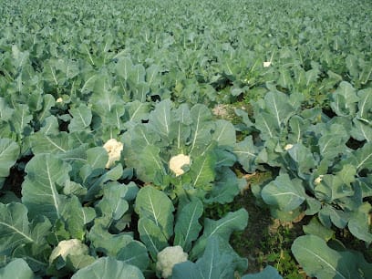 Nirala Seeds Company business photograph