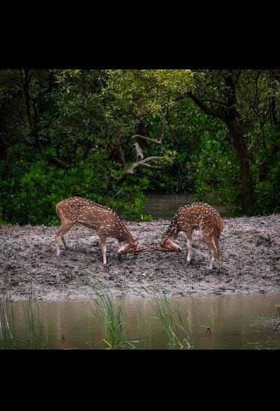 Sundarban Tour Packages | Manna Da business photograph