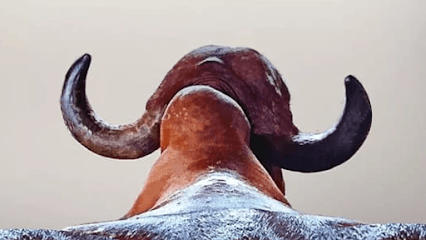 Vaishnavi farms.The A2 Gir cow farm Vaishnavi Charitable Trust business photograph