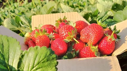 MALHAR STRAWBERRY FARM business photograph