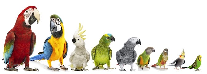 ALL IS WELL PETS & ANIMALS CLINIC business photograph