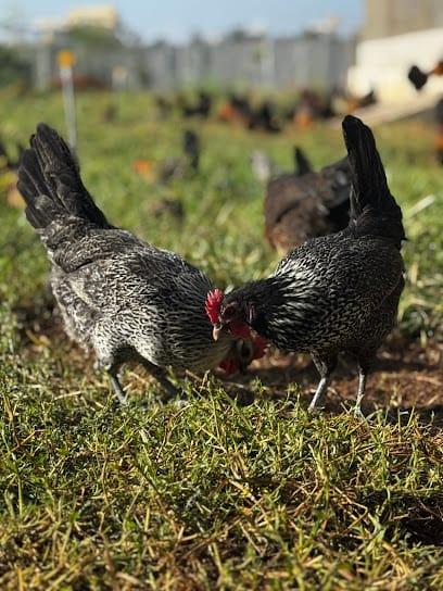 Legit Farms | Guaranteed Goodness business photograph