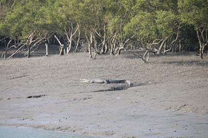 Sundarban Tourism business photograph