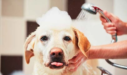 Pet Grooming & Bathing Delhi business photograph