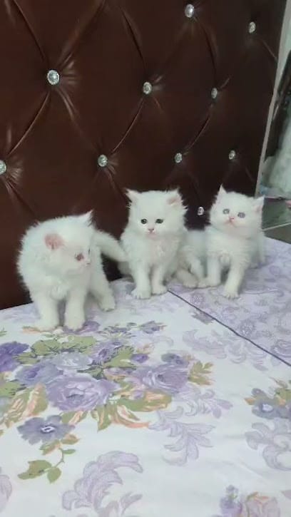 CAT HUB business photograph