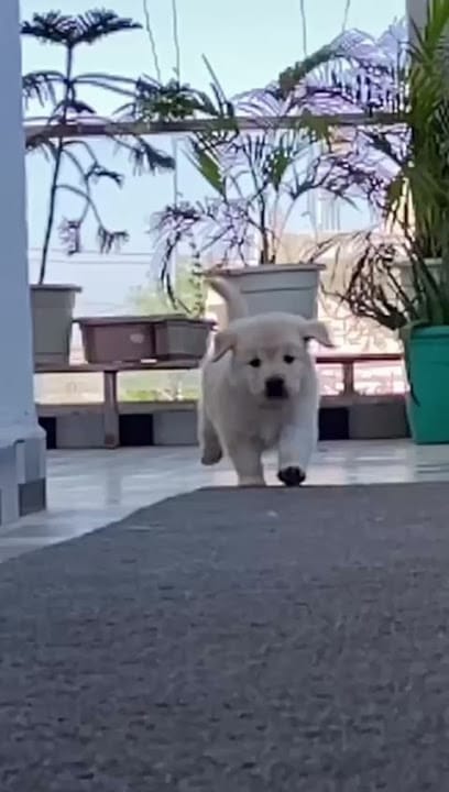 Amravati Dog Seller business photograph