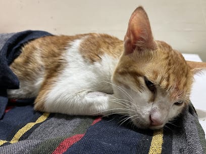 G. R. B. PET CLINIC business photograph