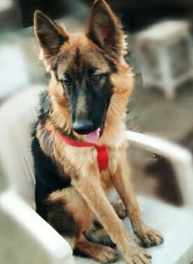 Pet clinic Mhow business photograph