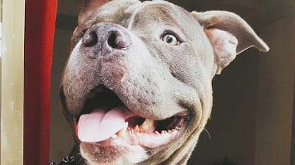 Boskys Kennel business photograph