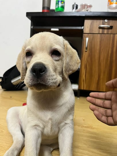 Dr. Madhuri's Pet Clinic business photograph