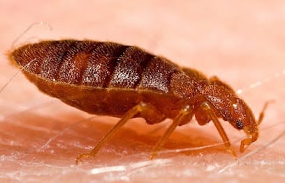 Homely care Pest Control Services business photograph