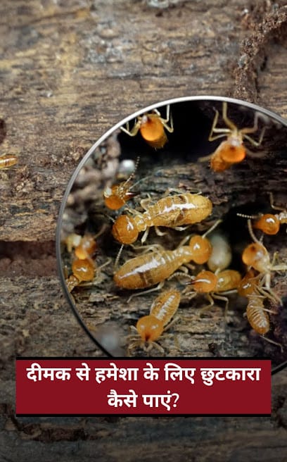 Laxmi Pest Control Service business photograph