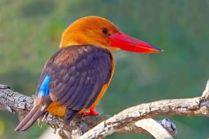 Sundarban Green Tourism business photograph