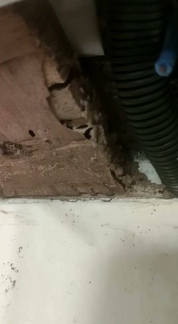 PestAnuja Pest Control Services business photograph