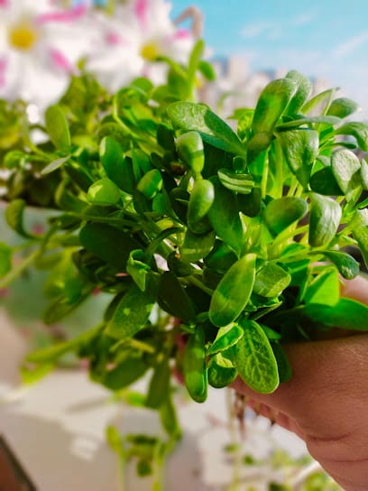 Health in Greens business photograph