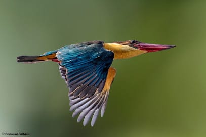 Coorg Bird Watching (private) business photograph