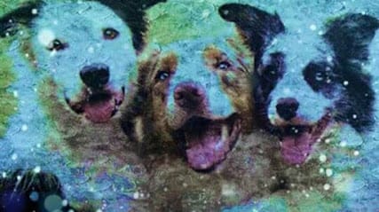 Healthy Paws Pet Clinic Kanpur business photograph