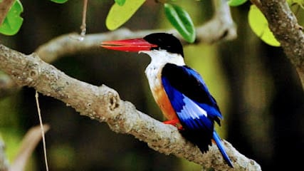 Sundarban Eco Tourism business photograph