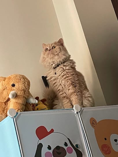 Elly Pet Paradise | Cat Day Care | Cat Boarding business photograph