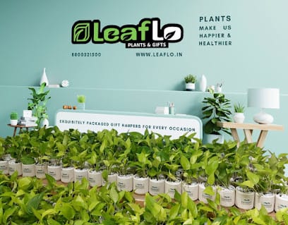LeafLo Sultanpur Indoor plants, corporate gift, diwali gift hampers business photograph