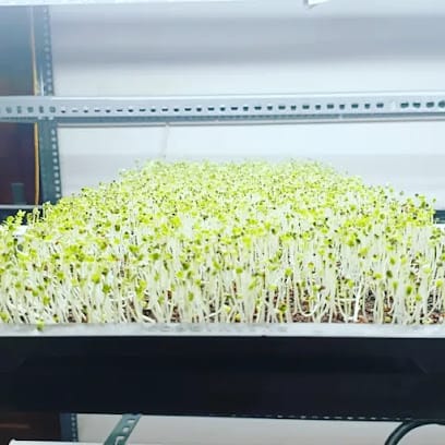 INFANT LEAVES , MICROGREENS business photograph