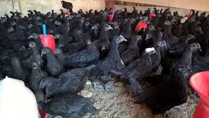 Vinod Poultry Farm business photograph