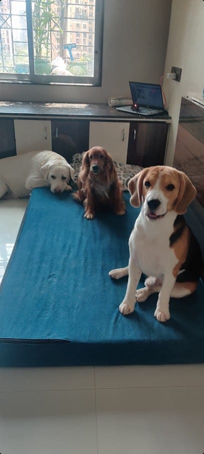 Smiley House Pet Boarding business photograph