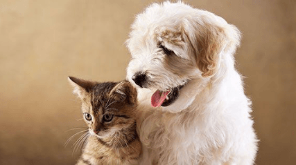 Dr. Nerlekar's Vet For Pets Clinic for Dog's & Cat's business photograph