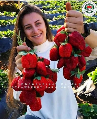 Dhanashree Garden Strawberry Picking Farm Mahabaleshwar business photograph