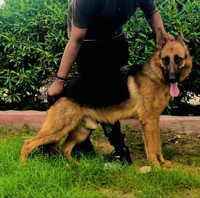 Dog shaller Bikaner business photograph