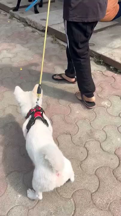 Vet Doctor Home Visit Delhi - Grooming - DeePet Services business photograph